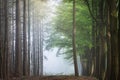 Beautiful shot of a forest with leafless and green trees with a foggy background Royalty Free Stock Photo
