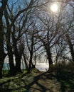 Beautiful shot of a forest pathway with a view of lake under the glowing sun Royalty Free Stock Photo