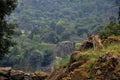 Beautiful shot of a forested landscape in Lince at daytime Royalty Free Stock Photo