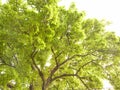 Beautiful shot of a Formosan Sweet Gum tree on a white background