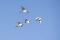 Beautiful shot of four birds flying in blue sky Royalty Free Stock Photo