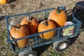 Beautiful shot of the freshly picked pumpkins and apples in a small wagon in the field