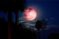 Beautiful shot of full red moon back over silhouette leaves on trees in night sky Royalty Free Stock Photo