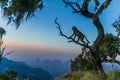 Beautiful shot of a Gelada baboon on a tree Royalty Free Stock Photo