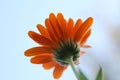 Beautiful shot of Gerbera daisy from below under blue sky Royalty Free Stock Photo