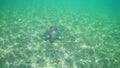 Beautiful shot of a giant tortoise swimming in the clear seawater Royalty Free Stock Photo