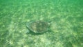 Beautiful shot of a giant tortoise swimming in the clear seawater Royalty Free Stock Photo