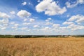 Beautiful shot of golden ears of rye growing in the field under the blue cloudy sky on a sunny day Royalty Free Stock Photo