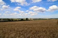 Beautiful shot of golden ears of rye growing in the field under the cloudy sky on a bright day Royalty Free Stock Photo