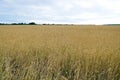 Beautiful shot of a golden field of wheat Royalty Free Stock Photo