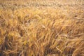 Beautiful shot of golden wheat rye field Royalty Free Stock Photo
