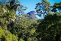 Beautiful shot of Gondwana Rainforests of Australia