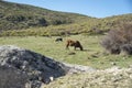 Beautiful shot of the grazing cattle on the grasses of Ambles Valley, Avila, Castile and Leon, Spain Royalty Free Stock Photo