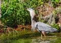 Beautiful shot of a Great Blue Heron swallowing a large fish Royalty Free Stock Photo