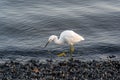 Beautiful shot of a great egret wading on the shore of a pond