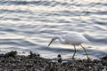 Beautiful shot of a great egret wading on the shore of a pond