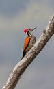 Greater flameback woodpecker