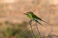 Green bea-eater Royalty Free Stock Photo