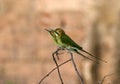 Green bea-eater Royalty Free Stock Photo