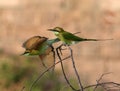 Green bea-eater Royalty Free Stock Photo