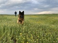 Beautiful shot of a green field with a german shepherd frolicking in the tall flowery grass Royalty Free Stock Photo