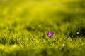 Beautiful shot of a green field with one purple flower on a sunny day Royalty Free Stock Photo