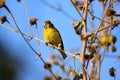 Green finch