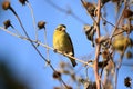 Green finch