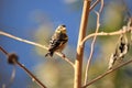 Green finch