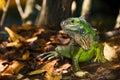 Beautiful shot of a green iguana with a blurred background Royalty Free Stock Photo