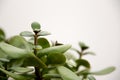 Beautiful shot of a green jade plant isolated on a white background Royalty Free Stock Photo