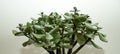 Beautiful shot of a green jade plant isolated on a white background Royalty Free Stock Photo