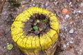 Beautiful shot of a green sprout on a cut tree in the forest Royalty Free Stock Photo