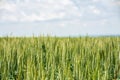 Beautiful shot of a green wheat field on cloudy sky background Royalty Free Stock Photo