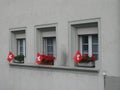 Beautiful shot of a grey building facade with Switzerland flags near three windows Royalty Free Stock Photo