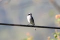Grey bushchat Royalty Free Stock Photo