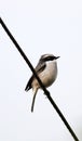 Grey bushchat Royalty Free Stock Photo