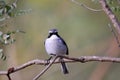 Grey bushchat Royalty Free Stock Photo