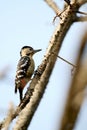 Grey caped pygmy woodpecker Royalty Free Stock Photo