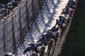 Beautiful shot of grey pigeons sitting on the edges of a rope bridge
