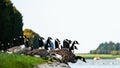 Beautiful shot of a group of Canada geese (Branta canadensis) at the park on a sunny day