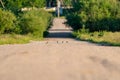 Beautiful shot of group of colorful European bee-eaters sitting on middle road of park