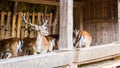 Beautiful shot of a group of deer with antlers at the zoo