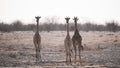 Beautiful shot of a group of giraffes on a fie