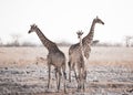 Beautiful shot of a group of giraffes on a field