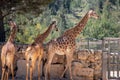 Beautiful shot of a group of giraffes in a zoo