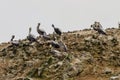 Beautiful shot of a group of pelicans perched on a cliff