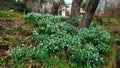 Beautiful shot of a group of snowdrop flowers in a garden