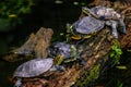 Beautiful shot of a group of turtles in a line on a log