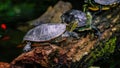 Beautiful shot of a group of turtles in a line on a log Royalty Free Stock Photo